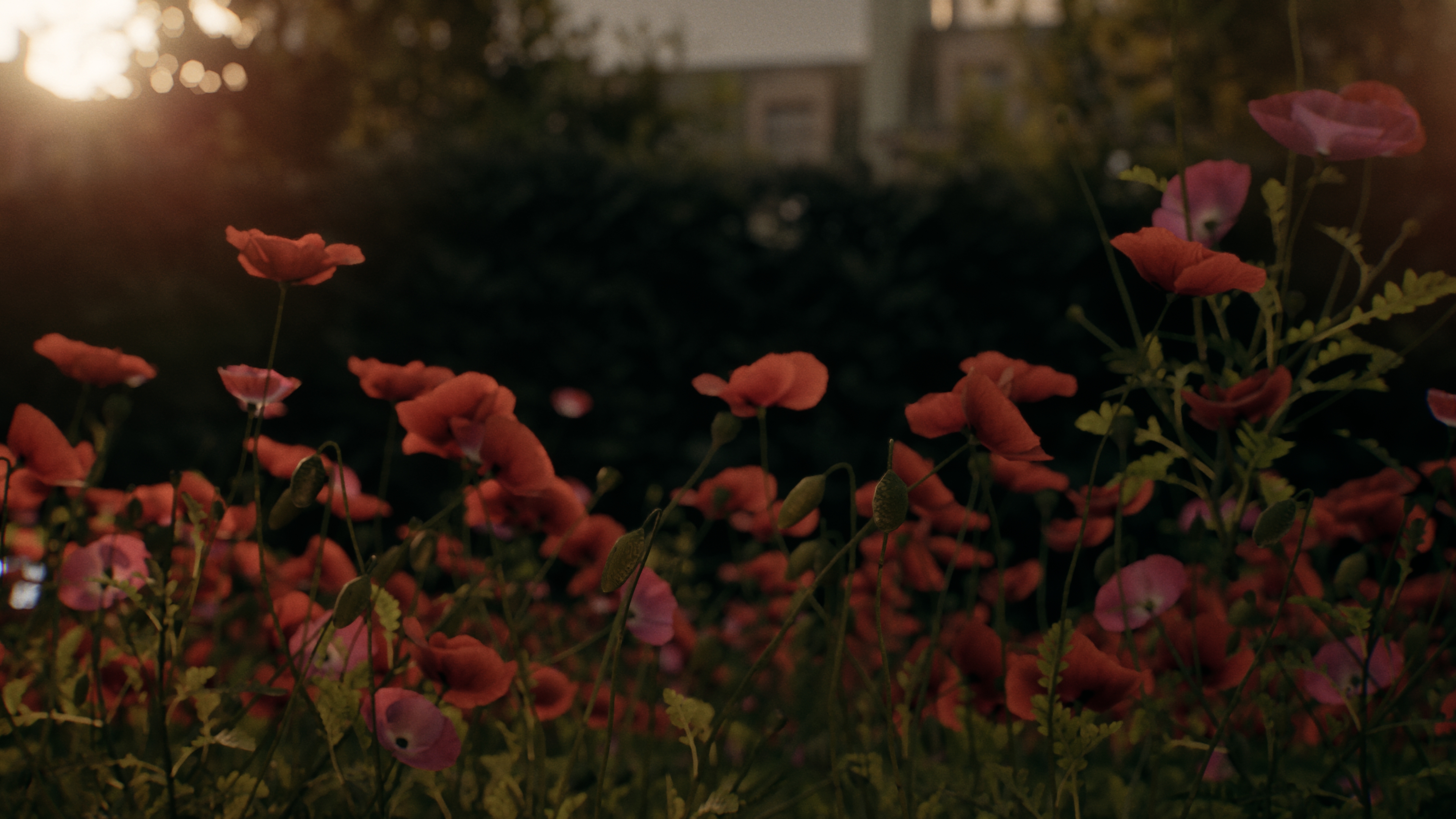 What Remains Quiet - Garden with poppies